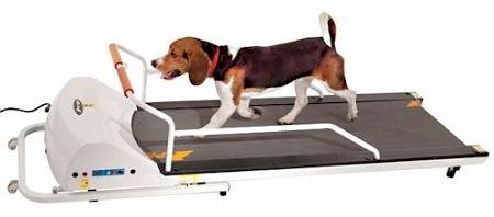 PetRun PR72F Dog Treadmill - DOGSWAGI